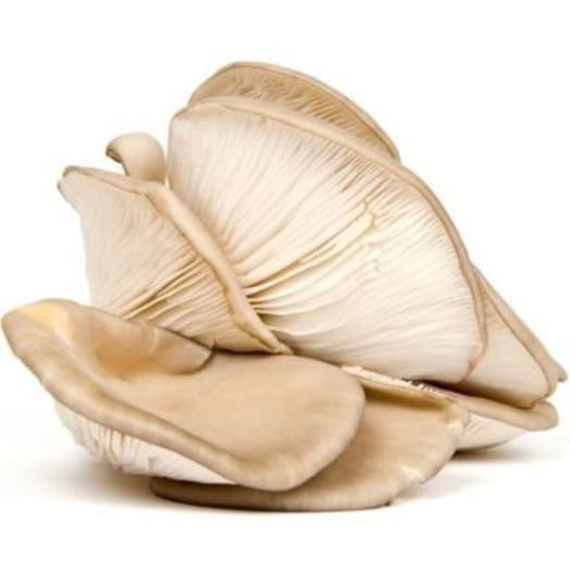 FRISCO FRESH Boczniaki